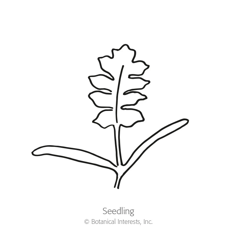 Mother of Pearl Poppy Seeds - Image 2