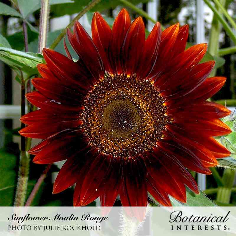 Rouge Royale Sunflower Seeds - Image 4