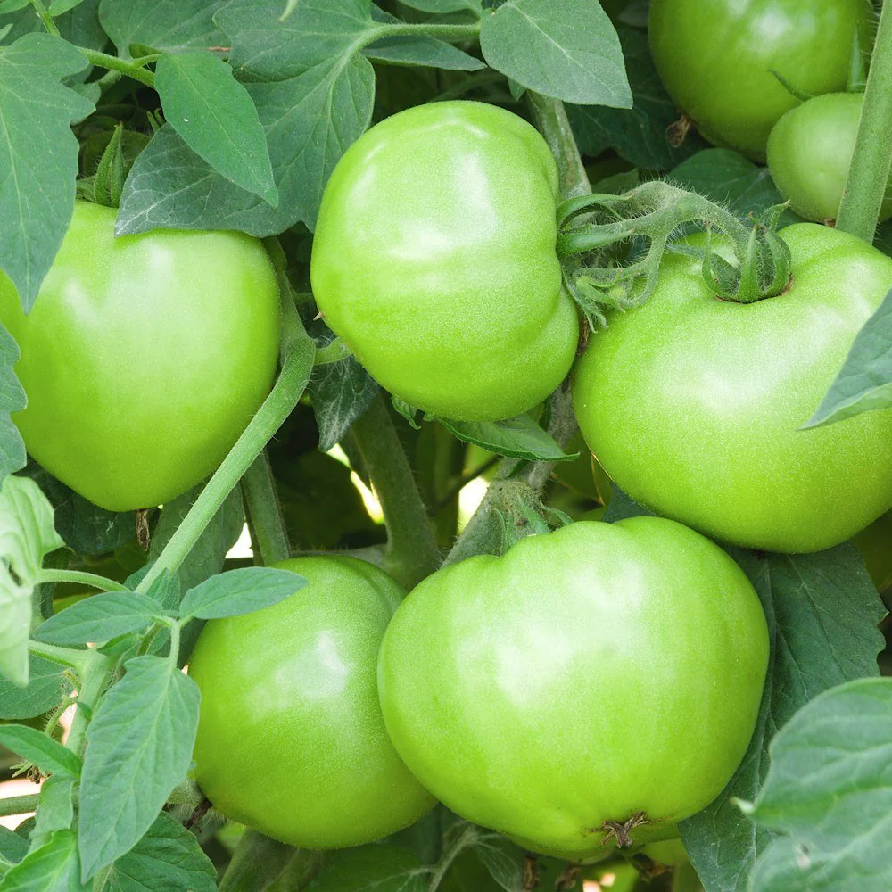 Mountain Merit Bush Tomato Seeds - Image 4