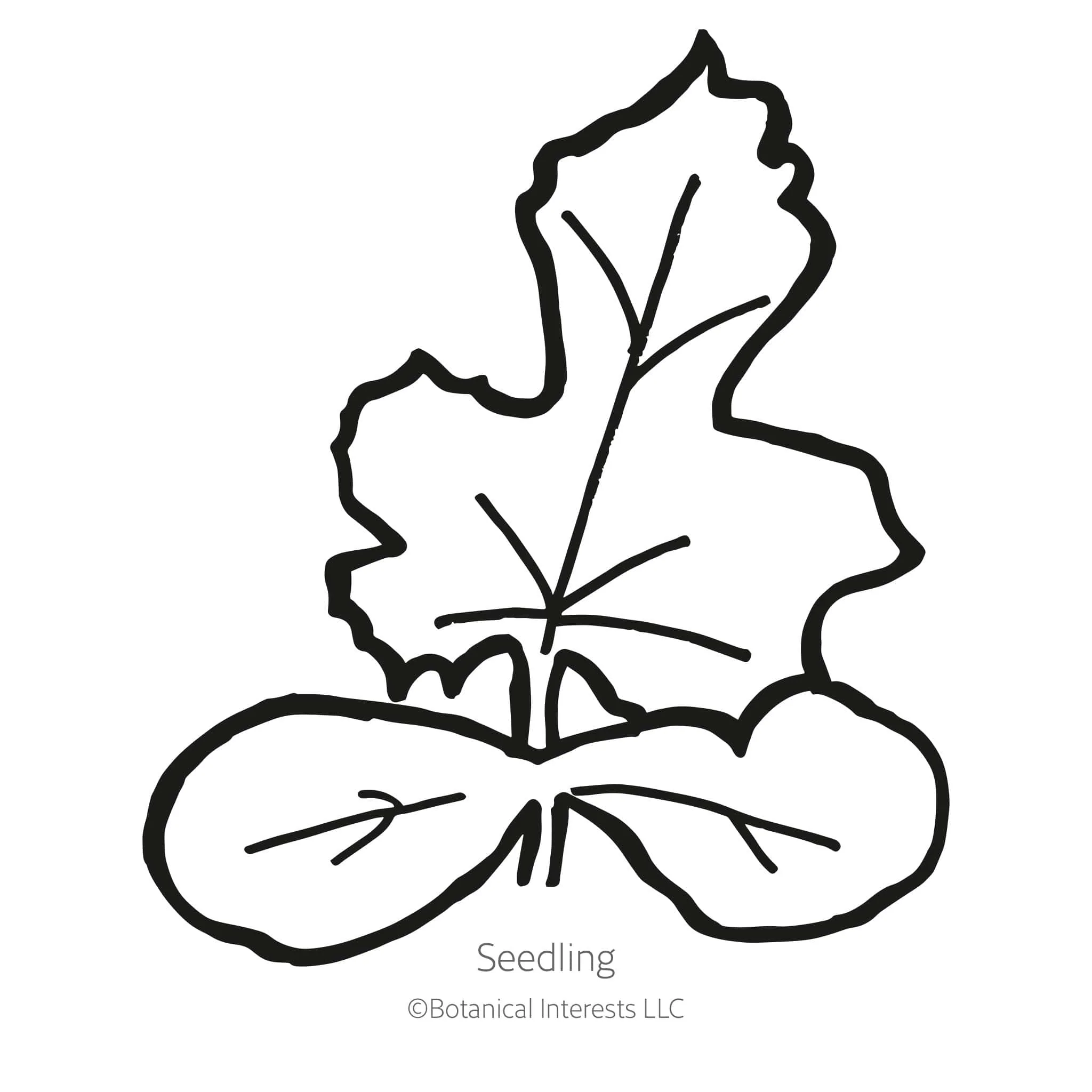 Mountain Sweet Yellow Watermelon Seeds - Image 2