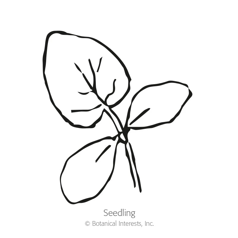 Muncher Persian Cucumber Seeds - Image 2