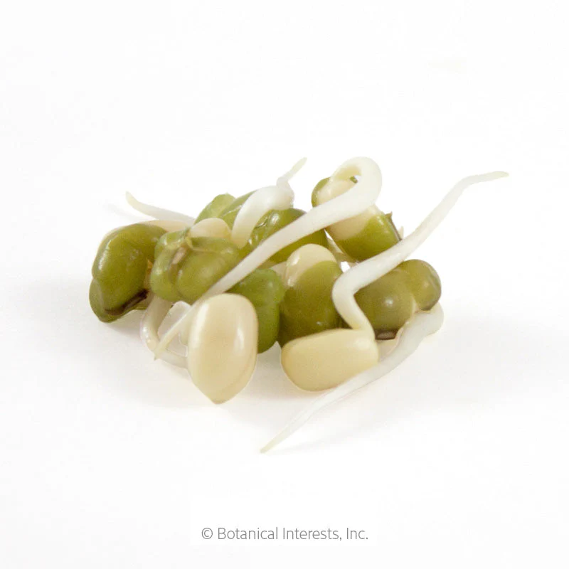 Mung Bean Sprouts Seeds - Image 3
