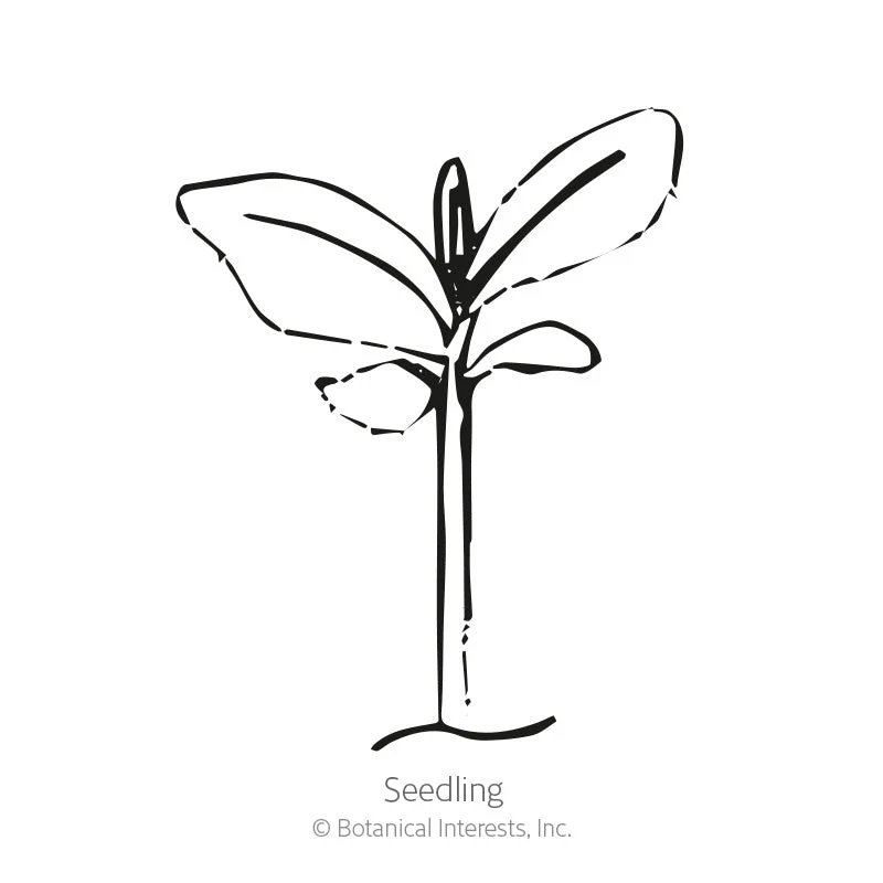 Munstead Lavender Seeds - Image 2