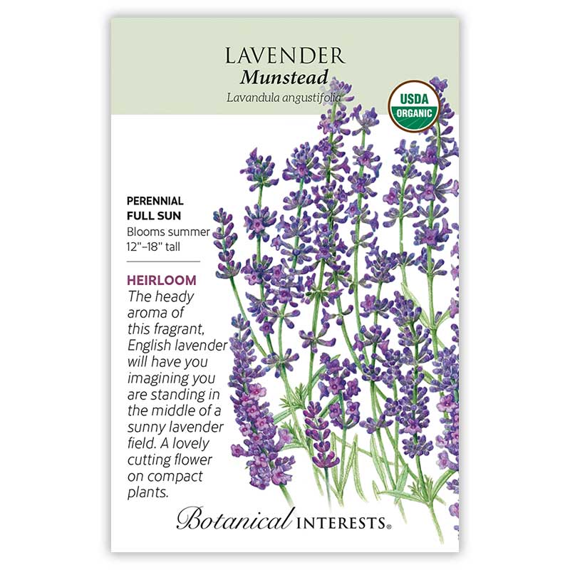 Munstead Lavender Seeds - Image 3