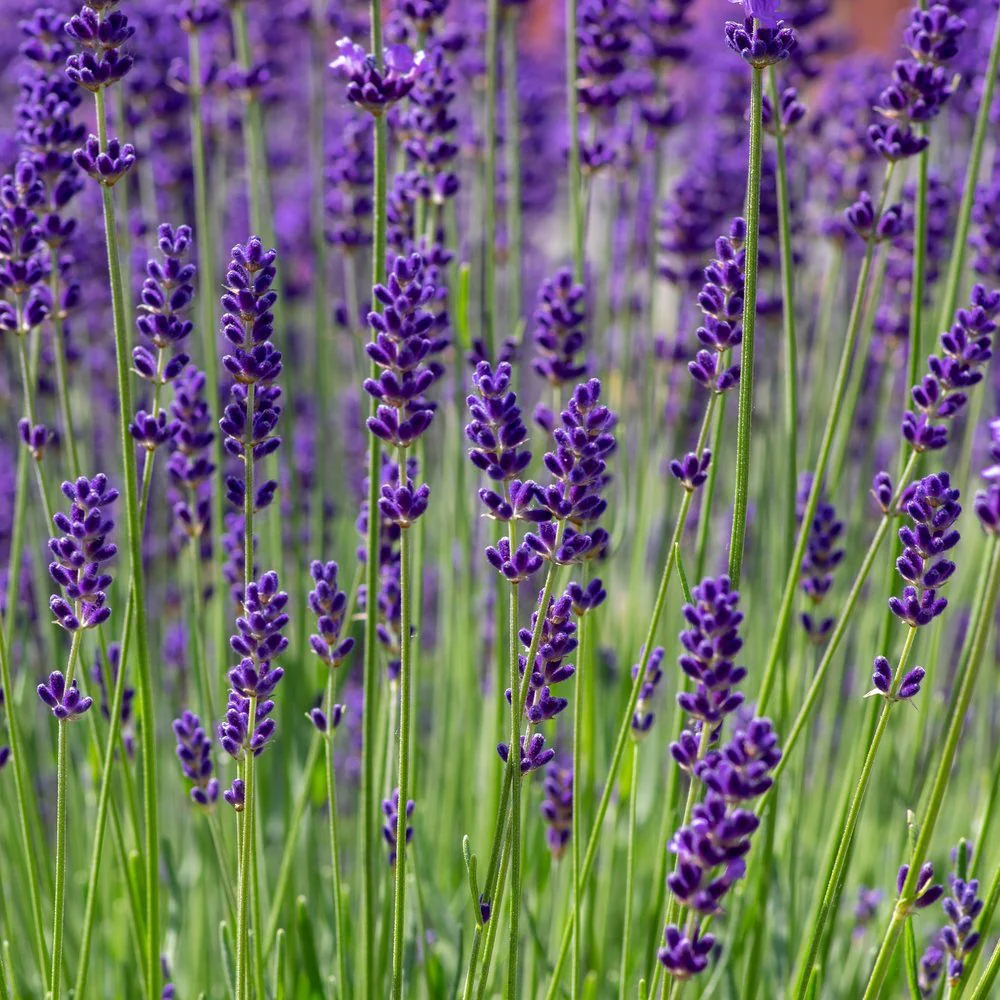 Munstead Lavender Seeds - Image 4
