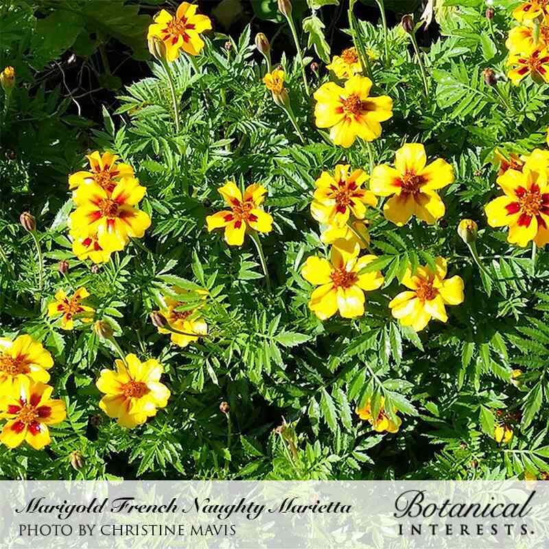 Naughty Marietta French Marigold Seeds - Image 4
