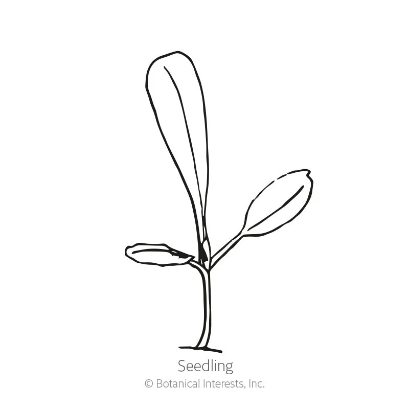 New Red Fire Leaf Lettuce Seeds - Image 2