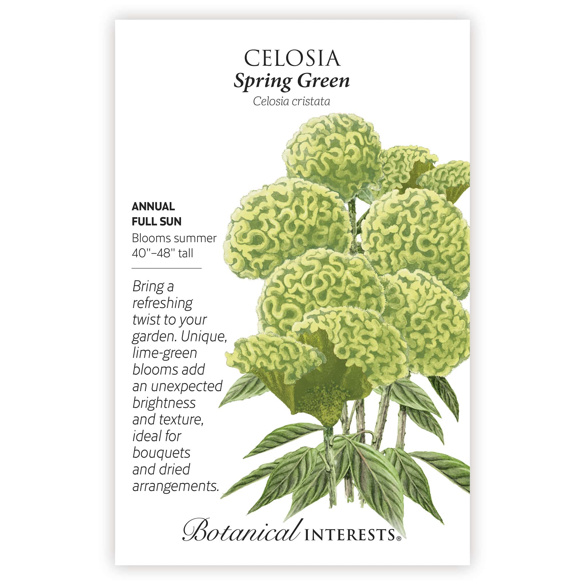 2026 New Varieties Seed Bundle - Image 12