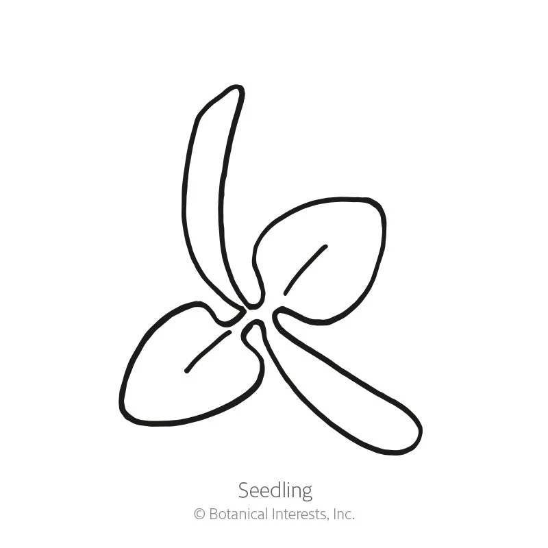 New Zealand Spinach Seeds - Image 2