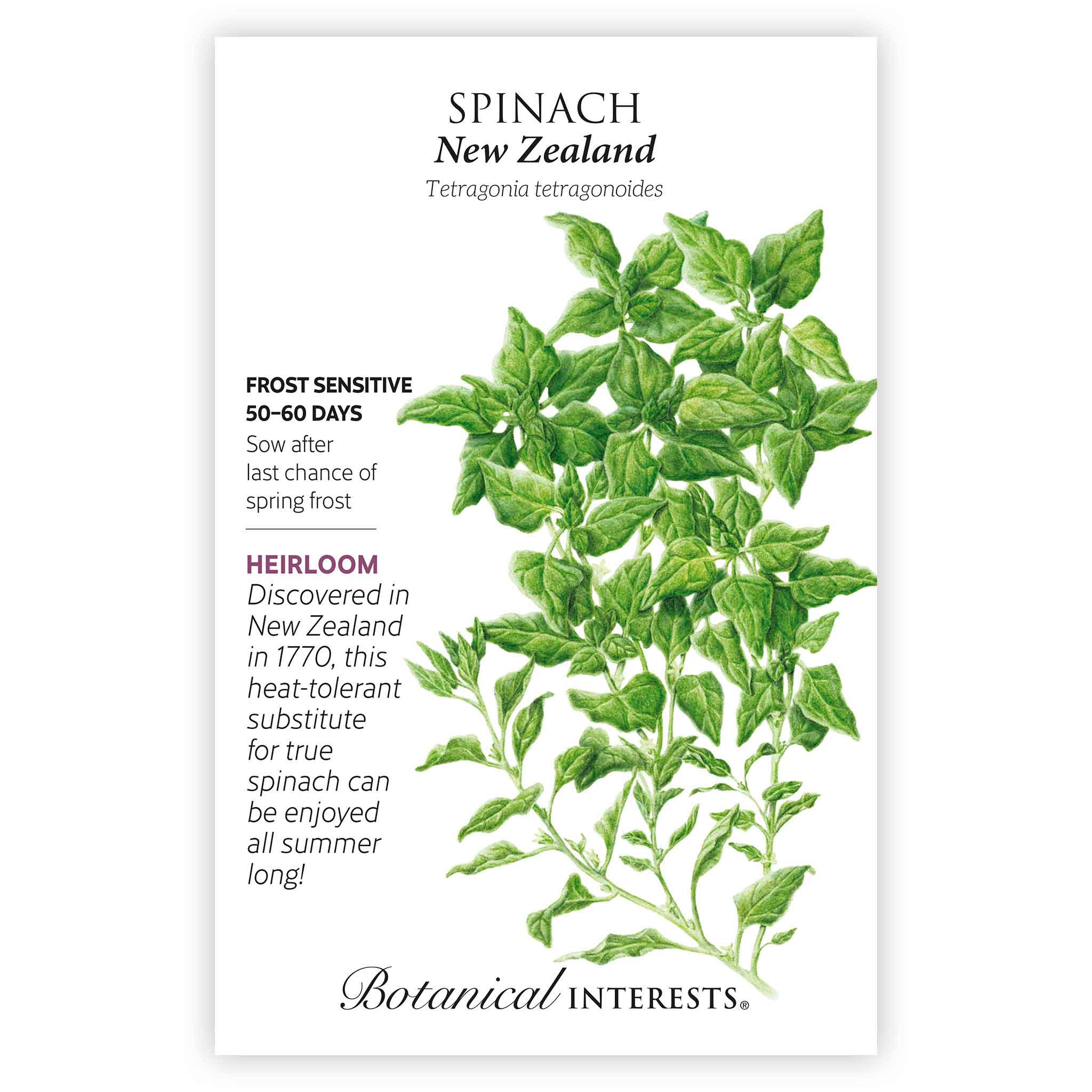 New Zealand Spinach Seeds - Image 3