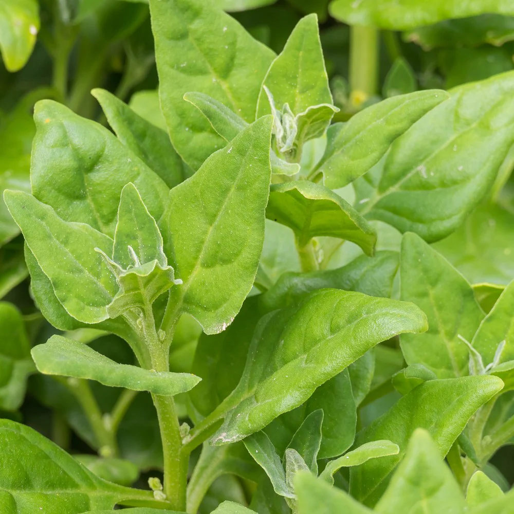 New Zealand Spinach Seeds - Image 4