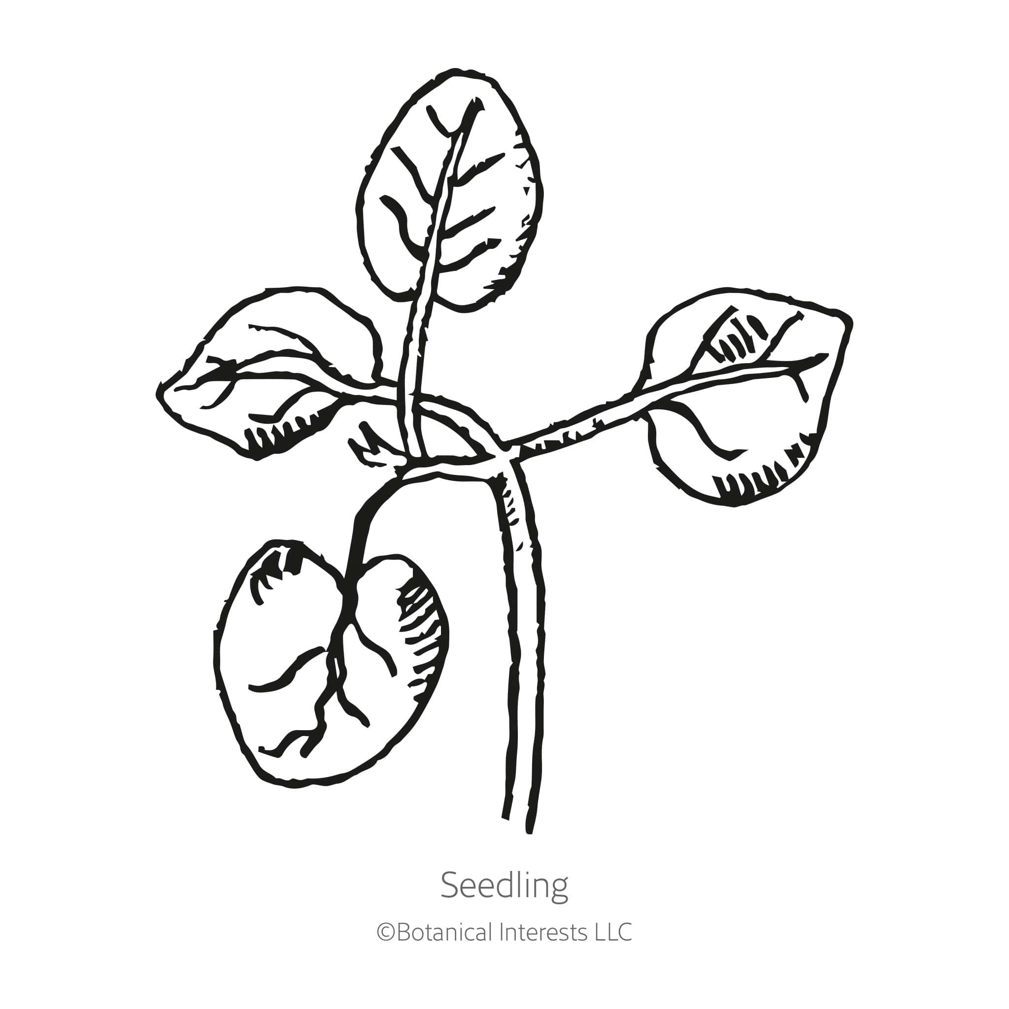 Night and Day Snapdragon Seeds - Image 2