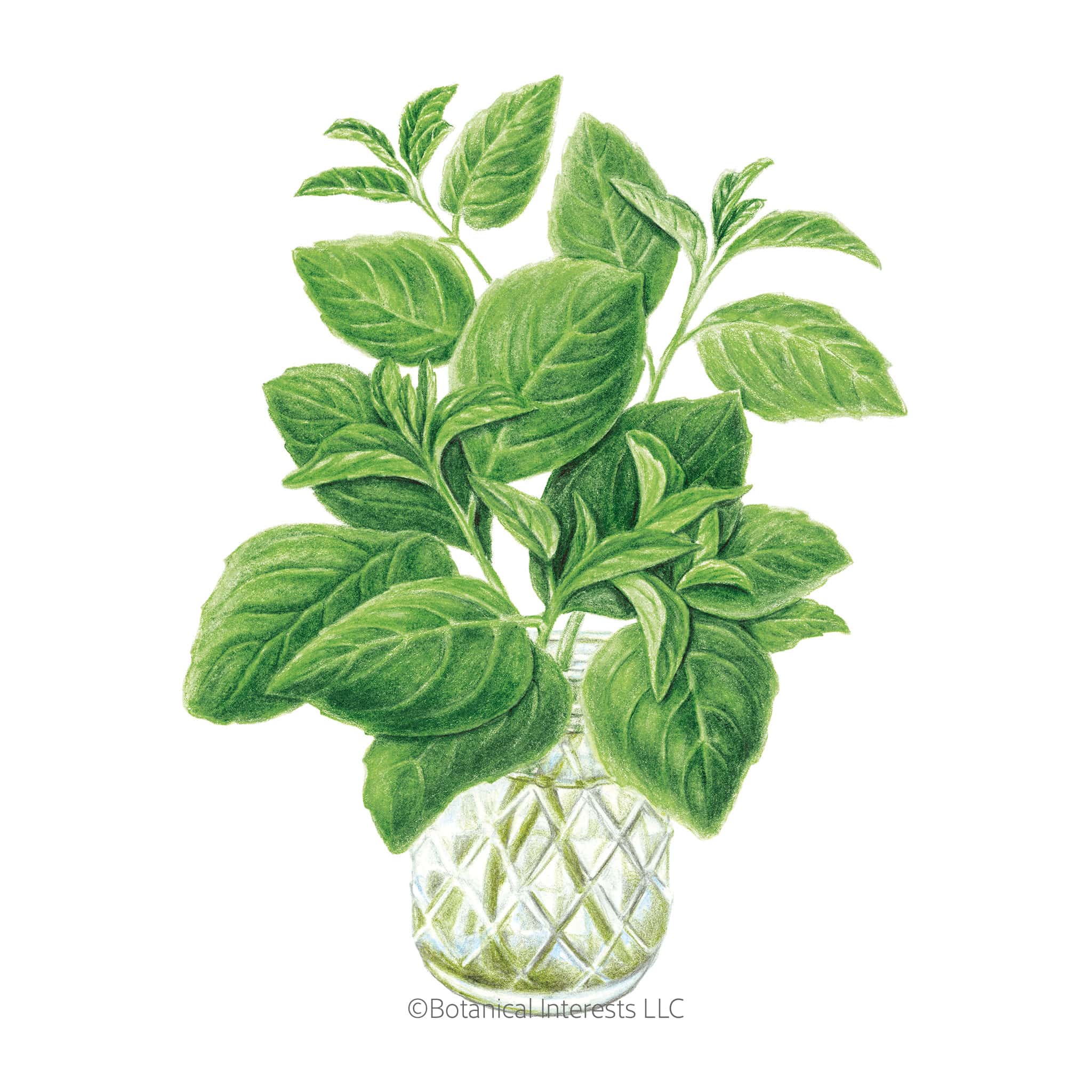 Noga Basil Seeds