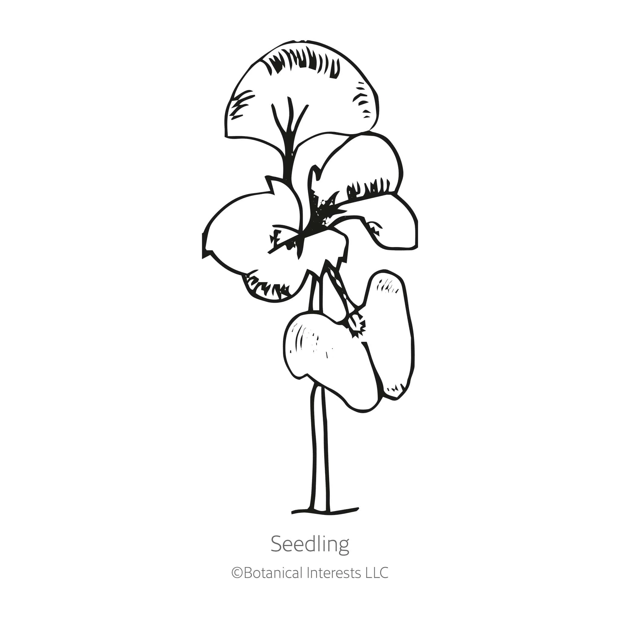 Noga Basil Seeds - Image 2