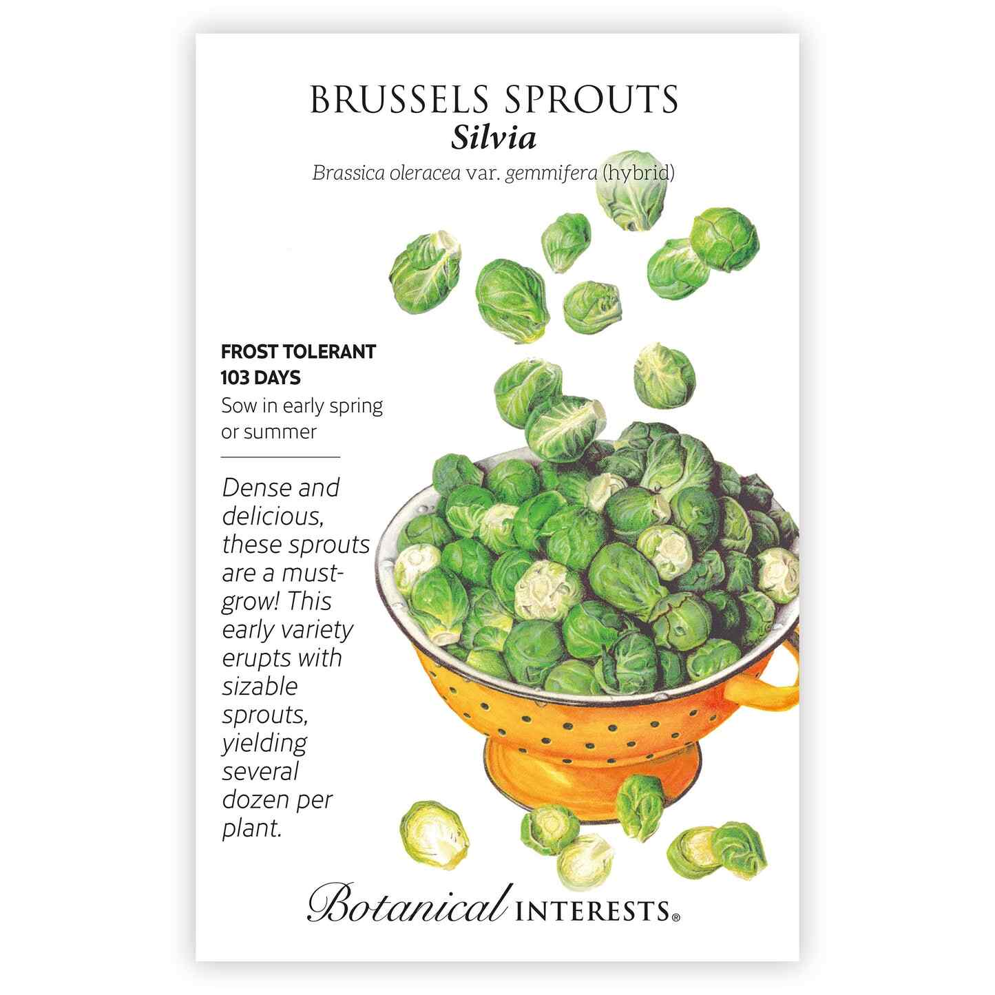 Silvia Brussels Sprouts Seeds - Image 4
