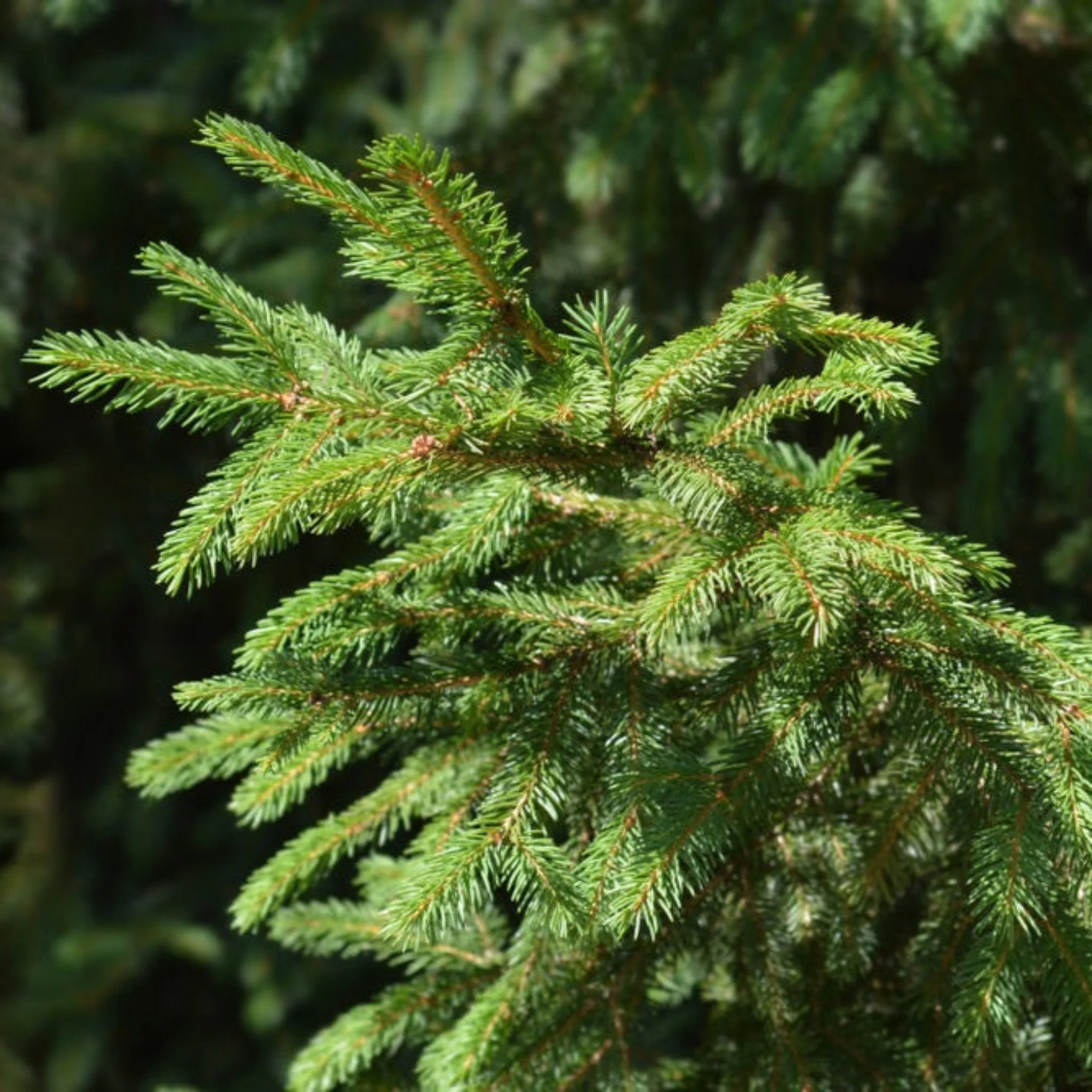 Norway Spruce - Image 2