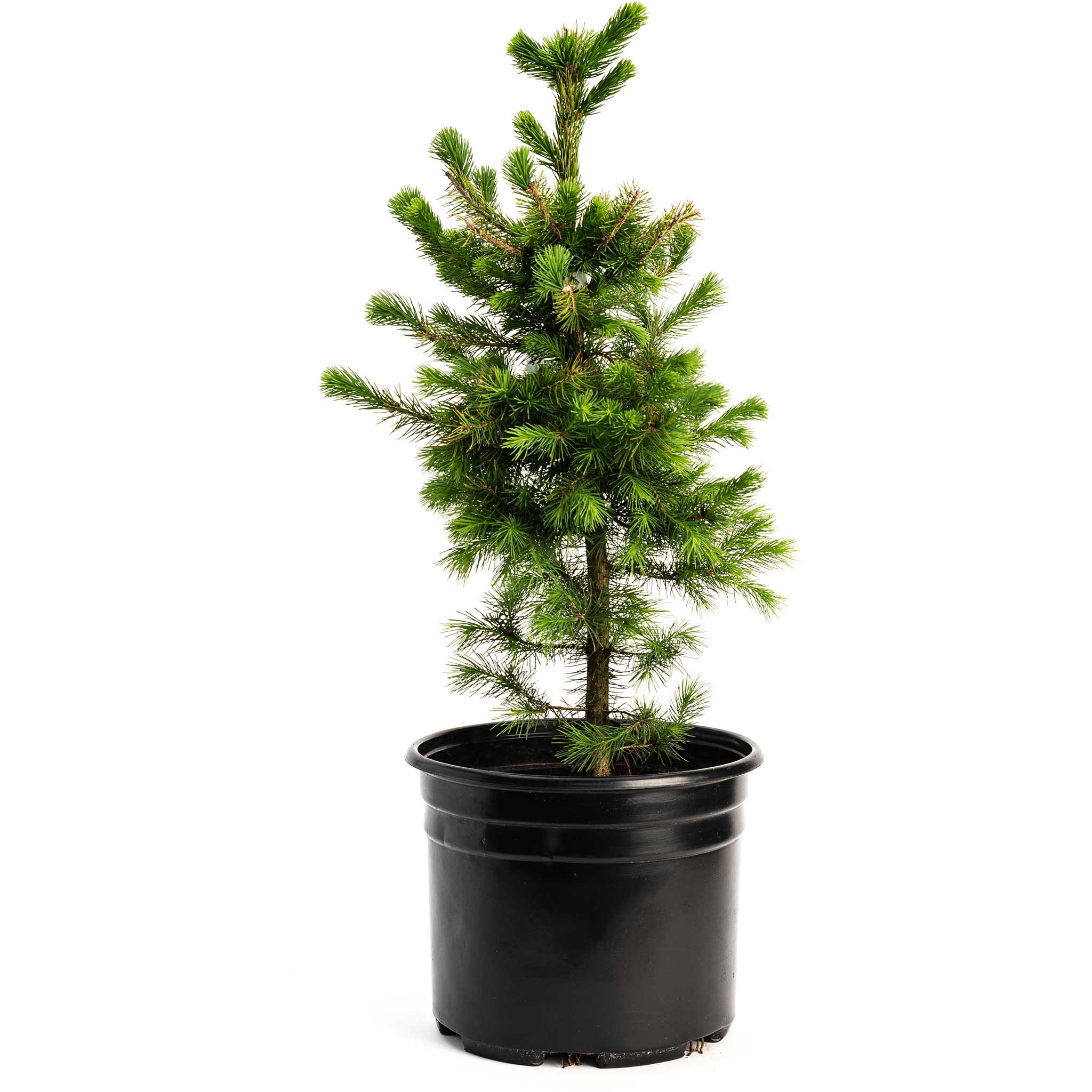 Norway Spruce - Image 3