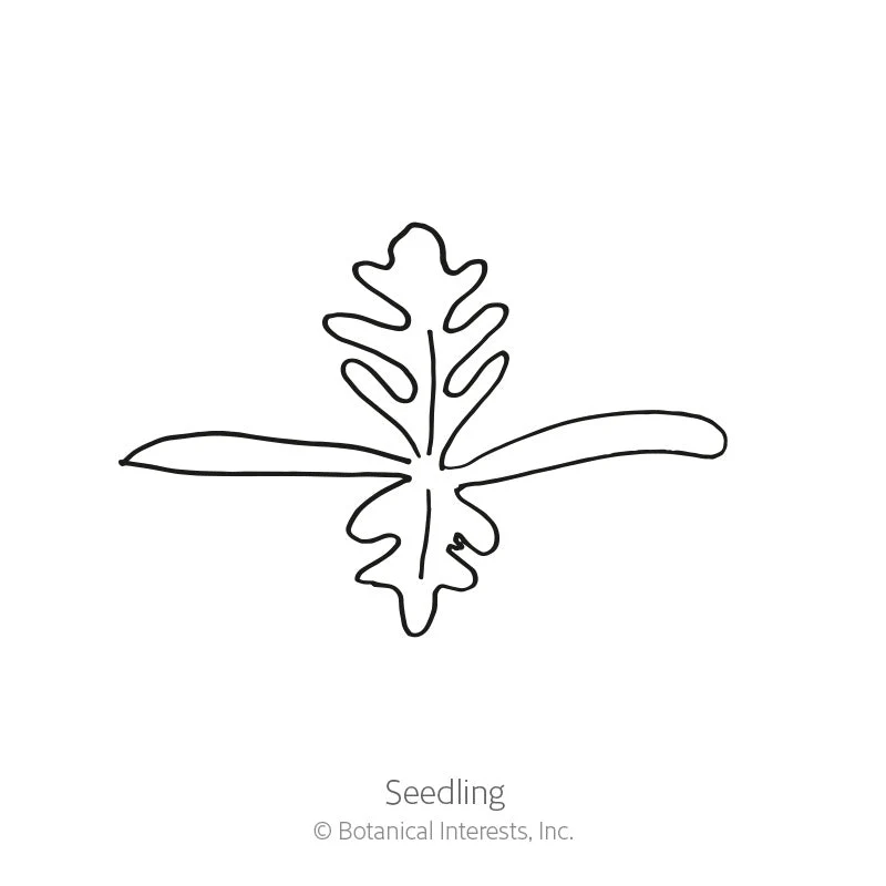 Nudicaule Blend Iceland Poppy Seeds - Image 2