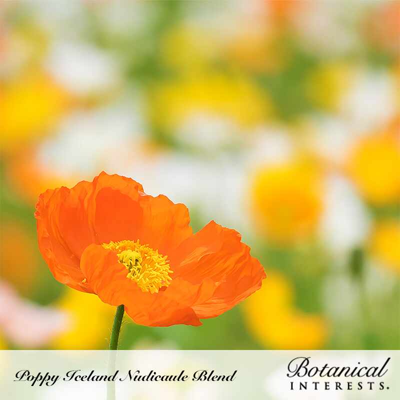 Nudicaule Blend Iceland Poppy Seeds - Image 4