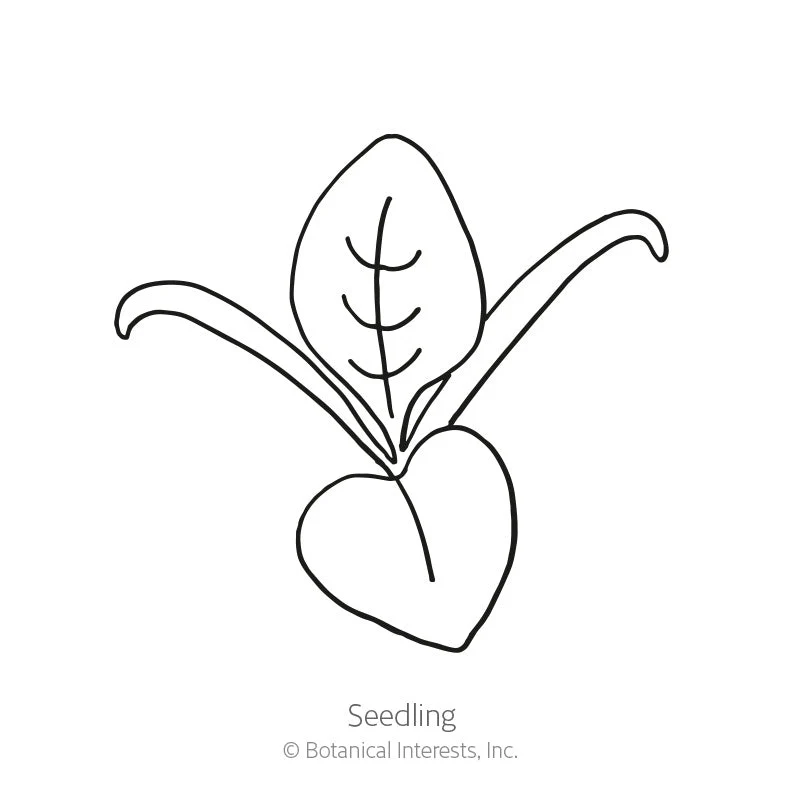 Oceanside Spinach Seeds - Image 2
