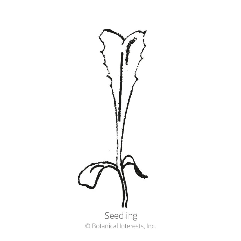 Olesh Tres Fine Endive Seeds - Image 2