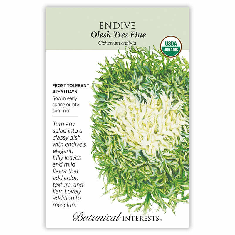 Olesh Tres Fine Endive Seeds - Image 3
