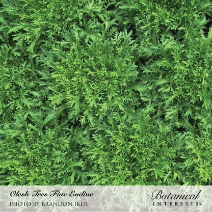 Olesh Tres Fine Endive Seeds - Image 4