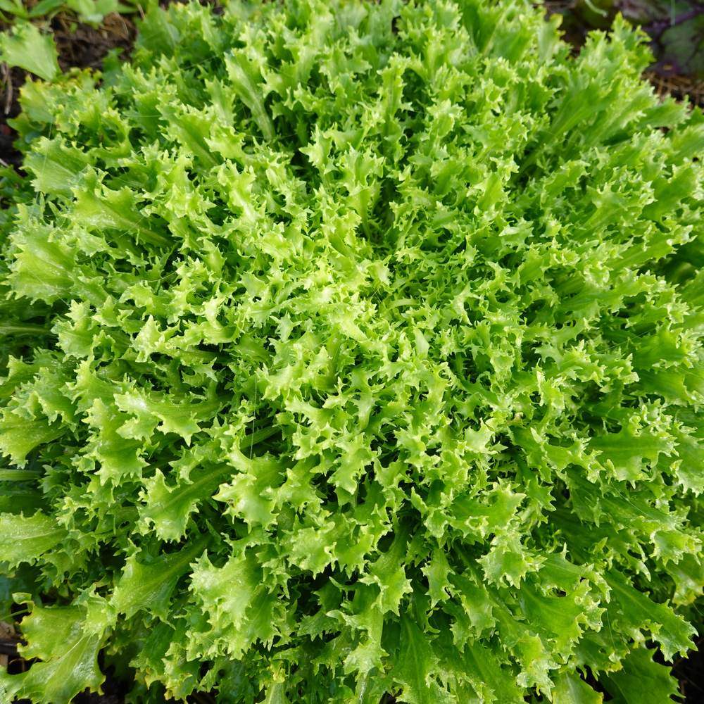 Olesh Tres Fine Endive Seeds - Image 5