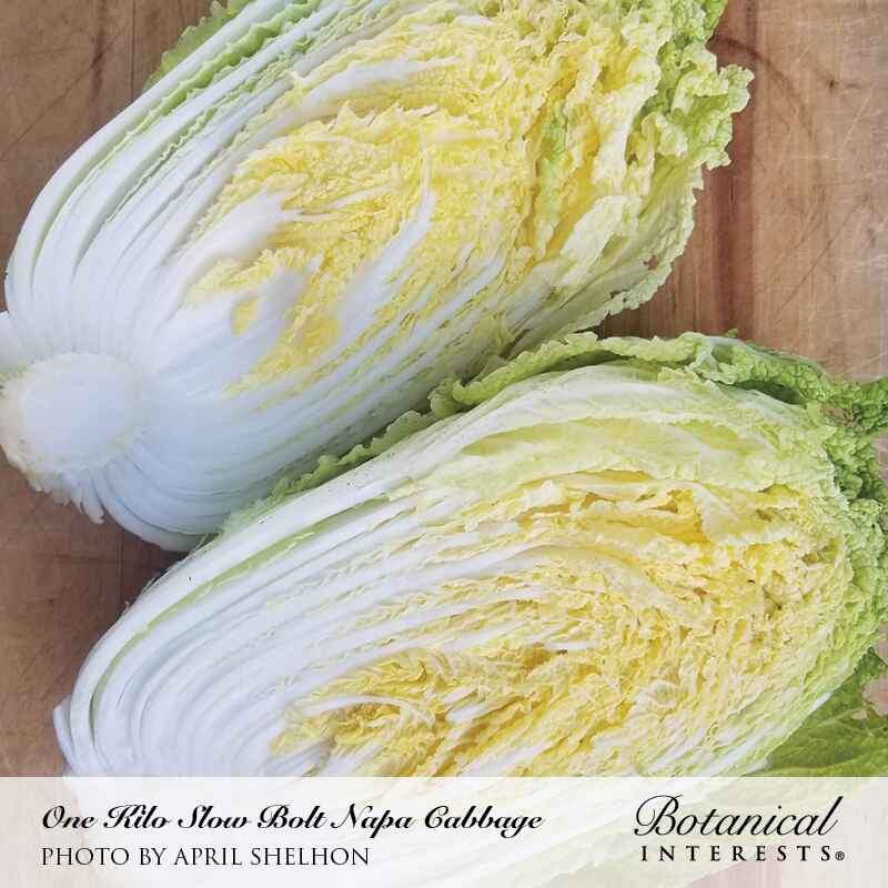 One Kilo Slow Bolt Napa Cabbage Seeds - Image 4