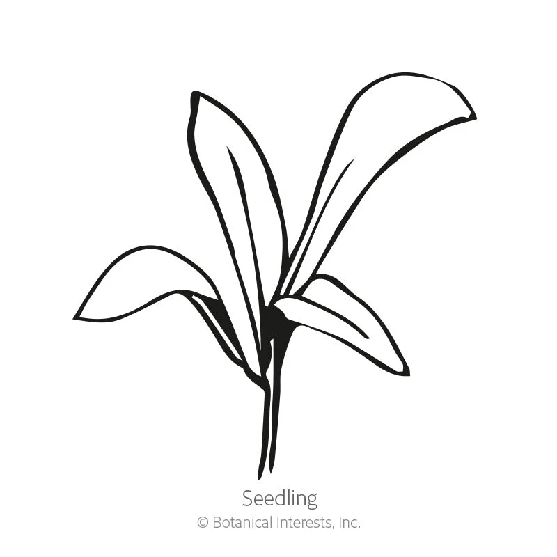 Oopsy Daisy Calendula (Pot Marigold) Seeds - Image 2