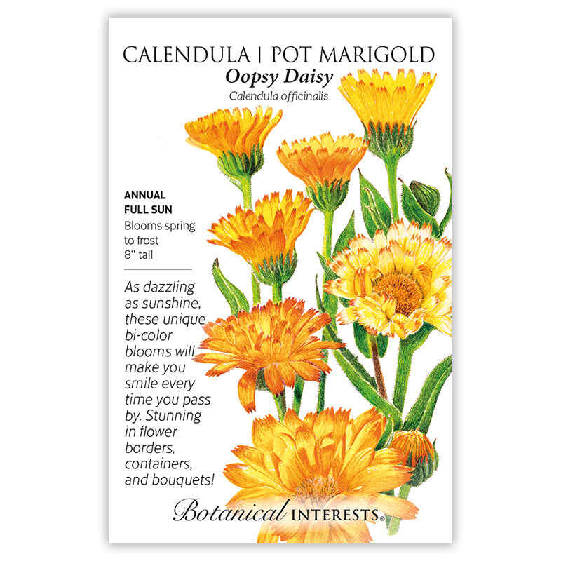 Oopsy Daisy Calendula (Pot Marigold) Seeds - Image 3