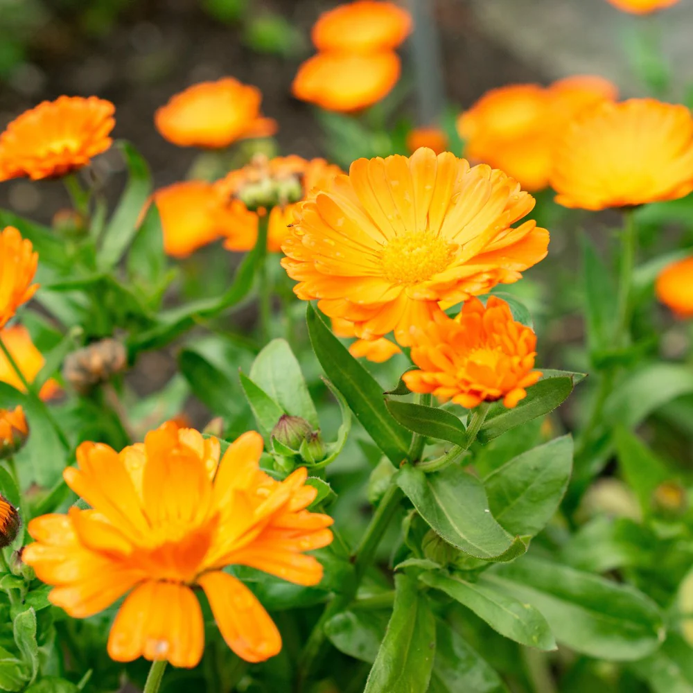 Oopsy Daisy Calendula (Pot Marigold) Seeds - Image 4