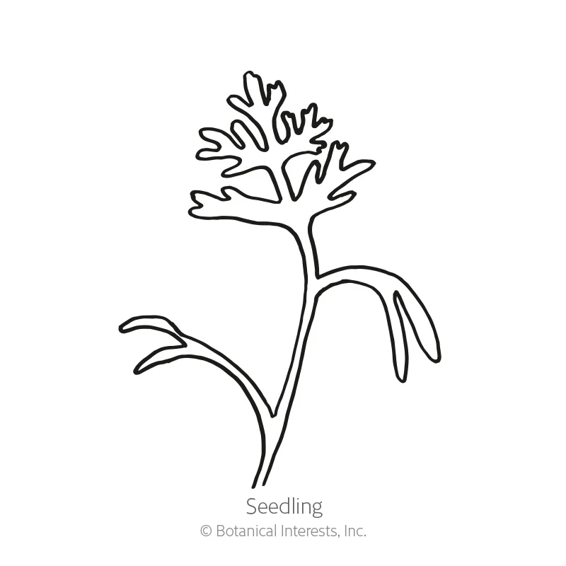 Orange California Poppy Seeds - Image 2