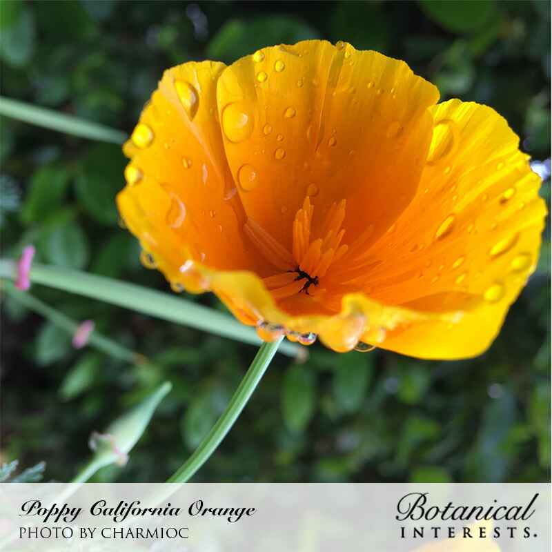 Orange California Poppy Seeds - Image 5