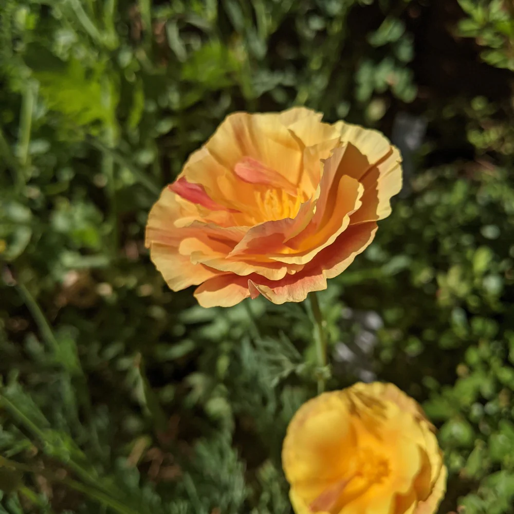 Orange California Poppy Seeds - Image 6