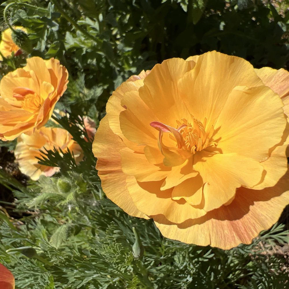 Orange California Poppy Seeds - Image 7