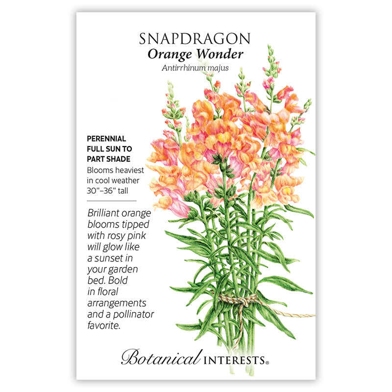 Orange Wonder Snapdragon Seeds - Image 3