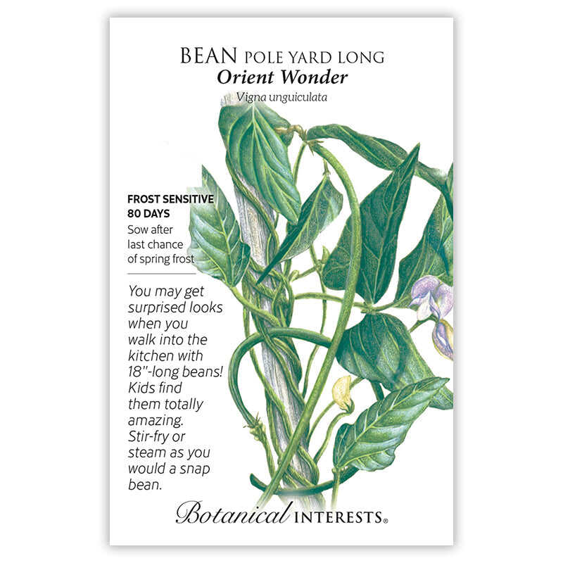Orient Wonder Pole Yard Long Bean Seeds - Image 3