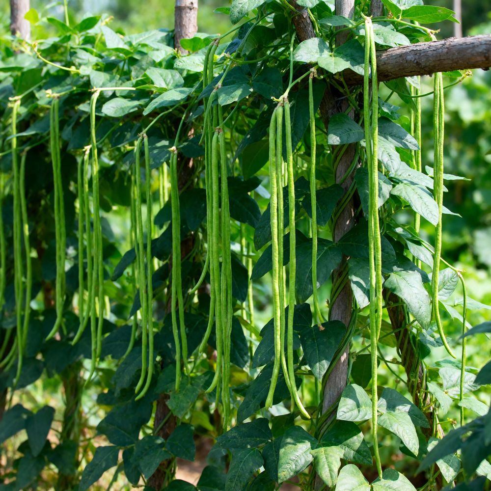Orient Wonder Pole Yard Long Bean Seeds - Image 4