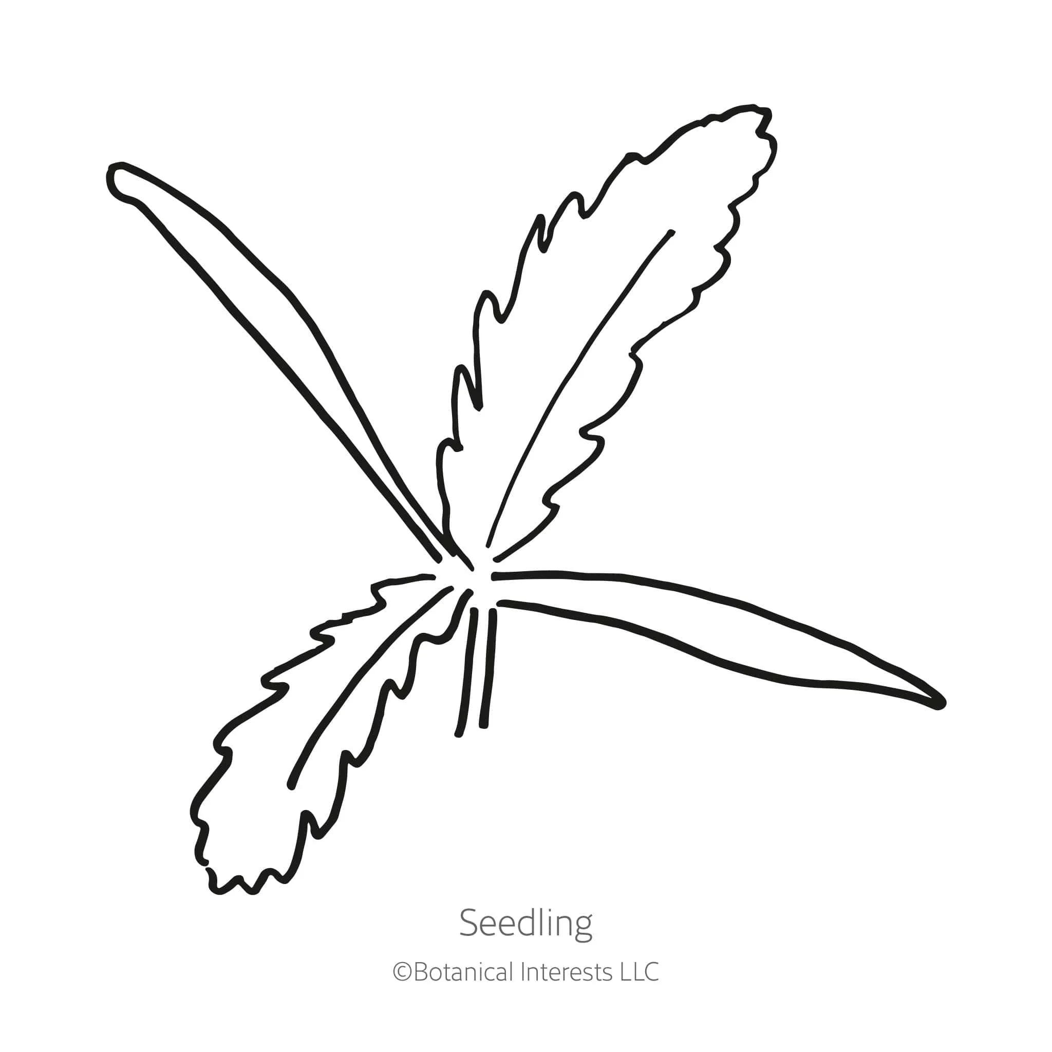 Brilliant Oriental Poppy Seeds - Image 2