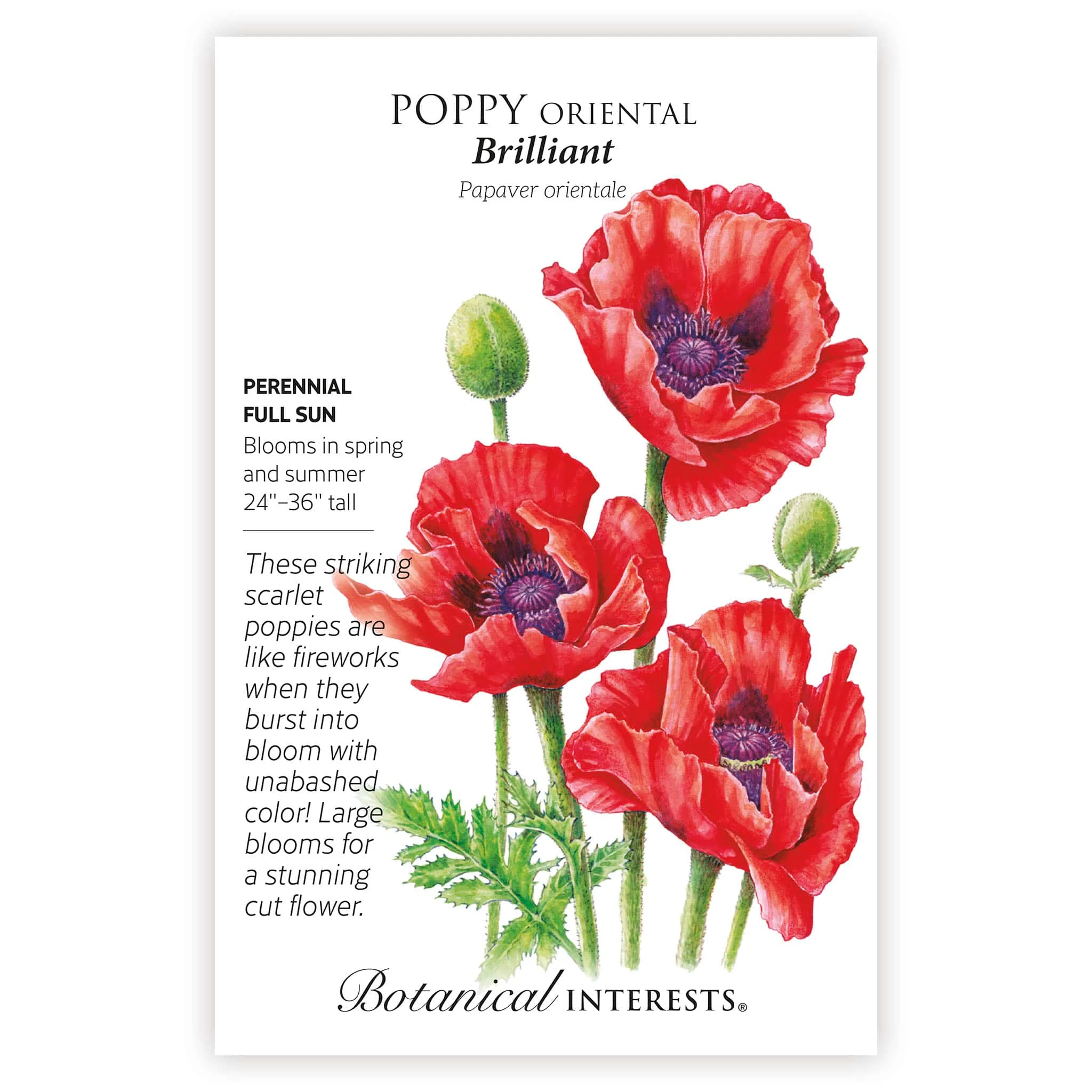 Brilliant Oriental Poppy Seeds - Image 3