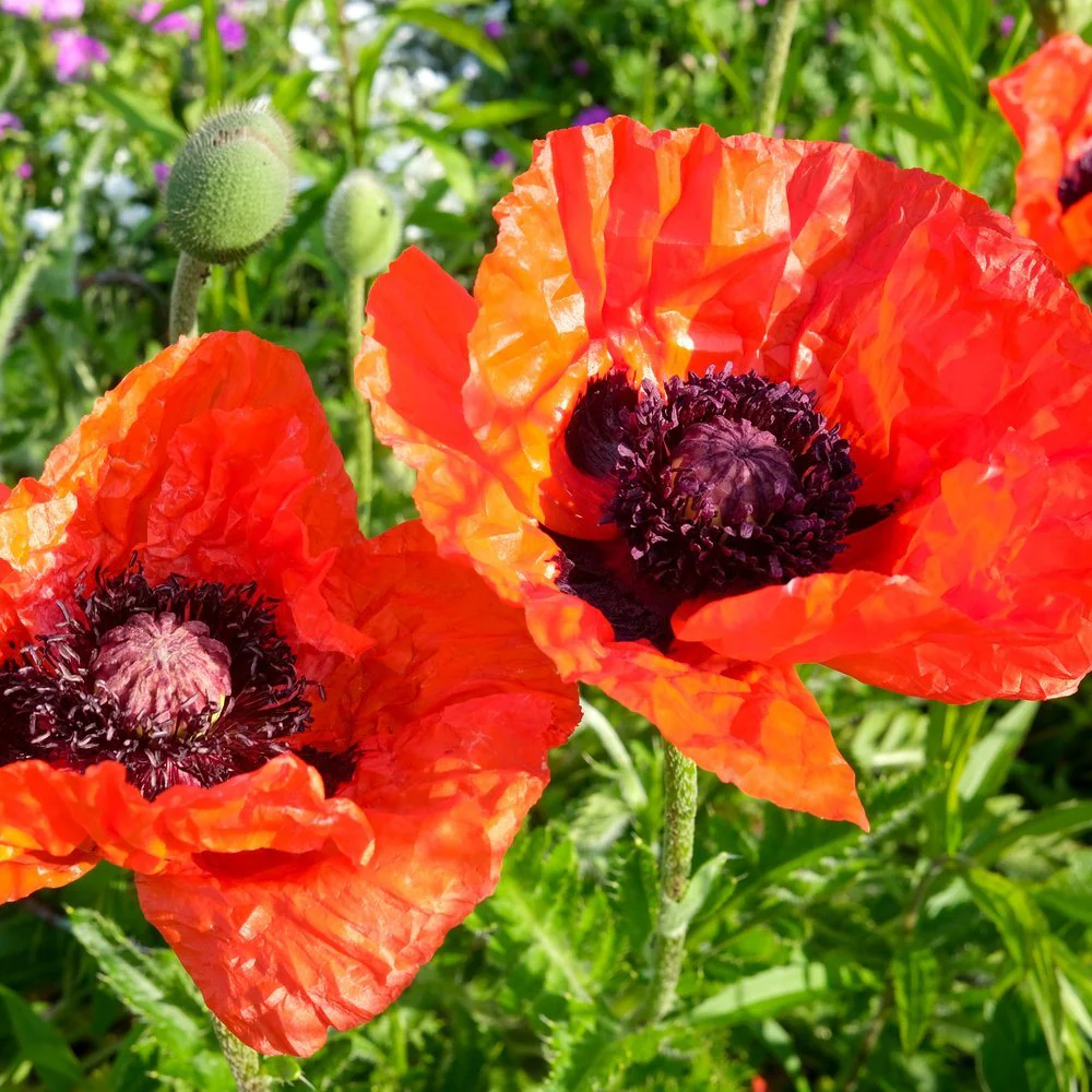 Brilliant Oriental Poppy Seeds - Image 4