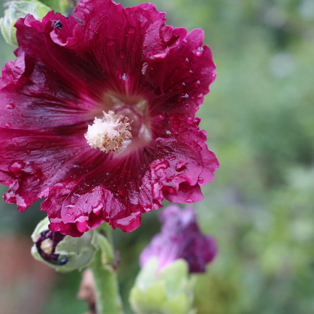 Outhouse Hollyhock Seeds - Image 4