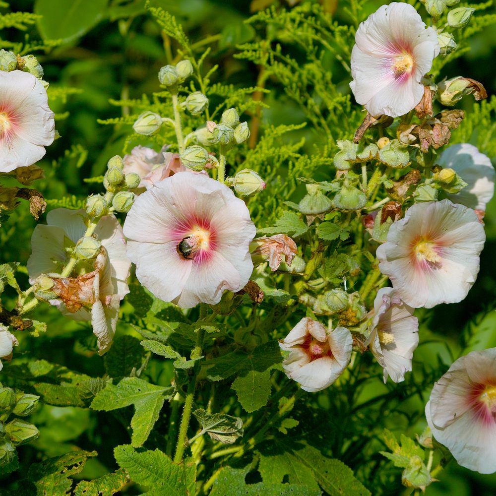 Outhouse Hollyhock Seeds - Image 5