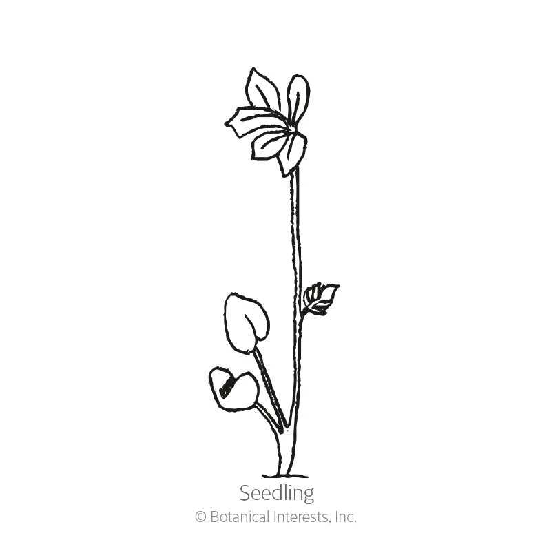 Pacific Giants Blend Delphinium Seeds - Image 2