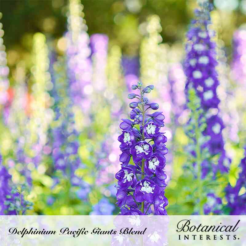 Pacific Giants Blend Delphinium Seeds - Image 4