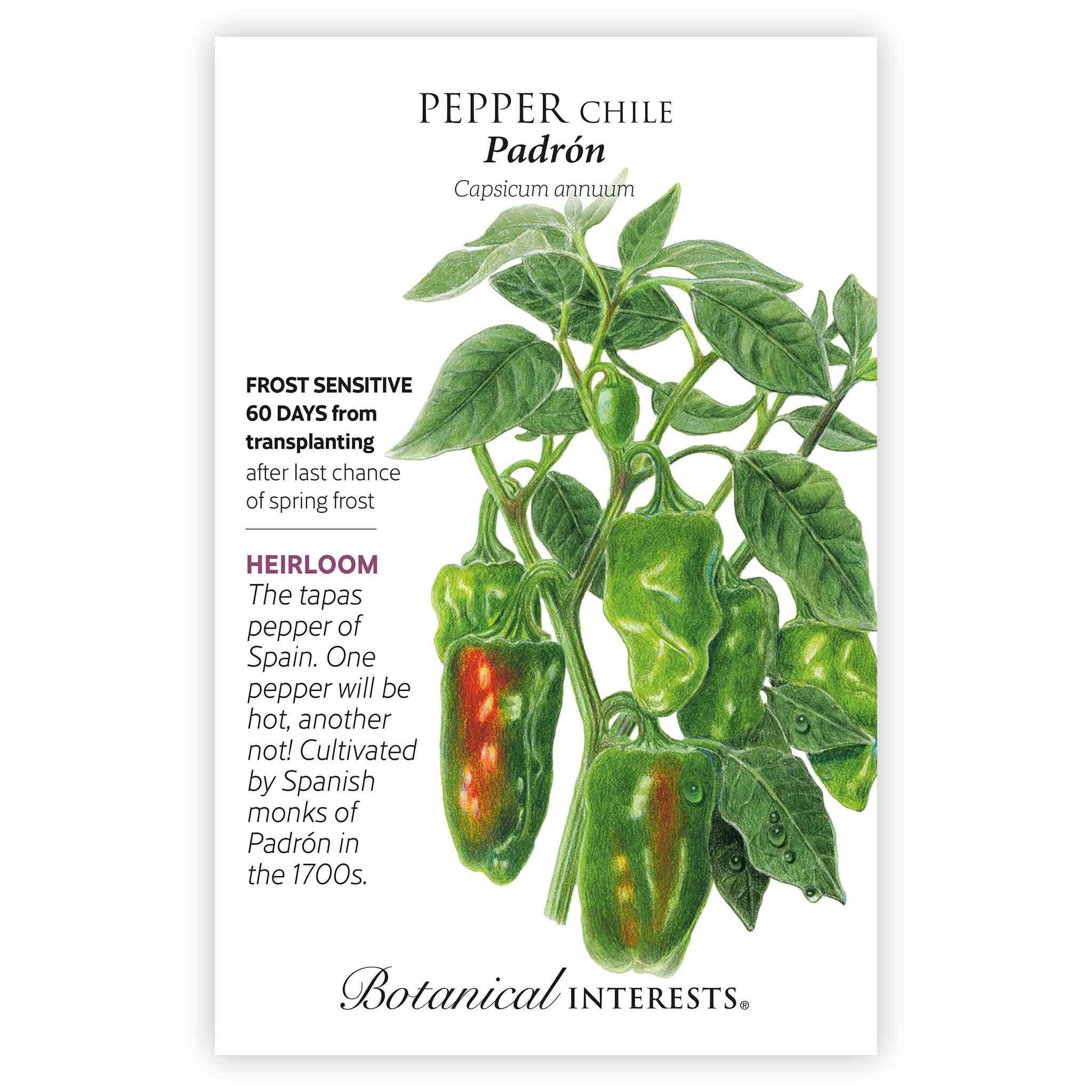 Padron Chile Pepper Seeds - Image 3