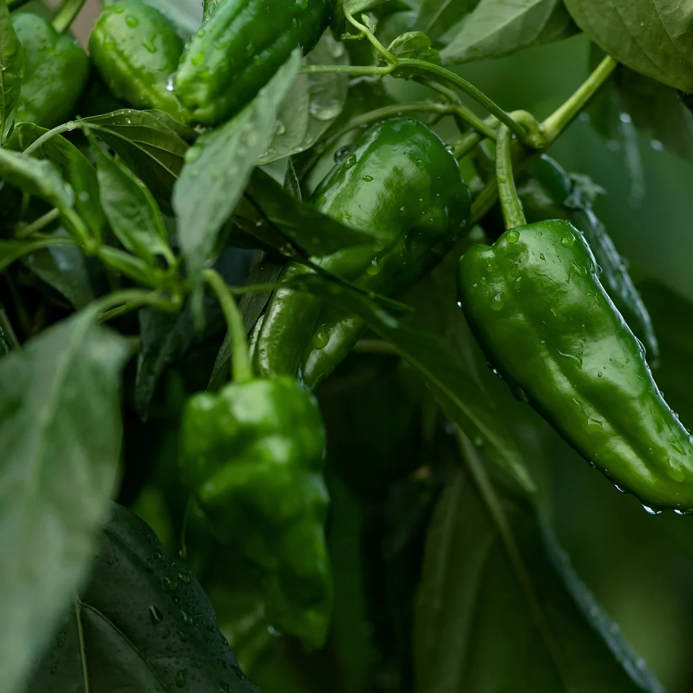 Padron Chile Pepper Seeds - Image 4