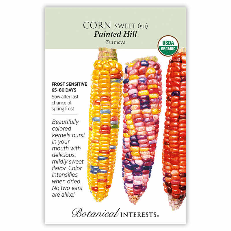 Painted Hill Sweet Corn Seeds - Image 3