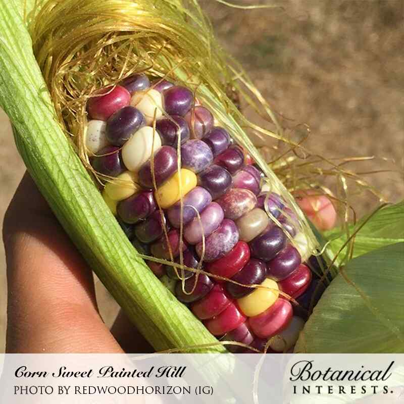 Painted Hill Sweet Corn Seeds - Image 4